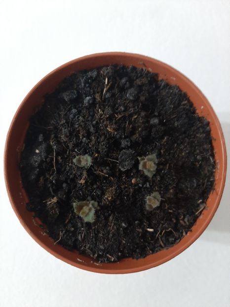 Misera - achimenes-primele incercari