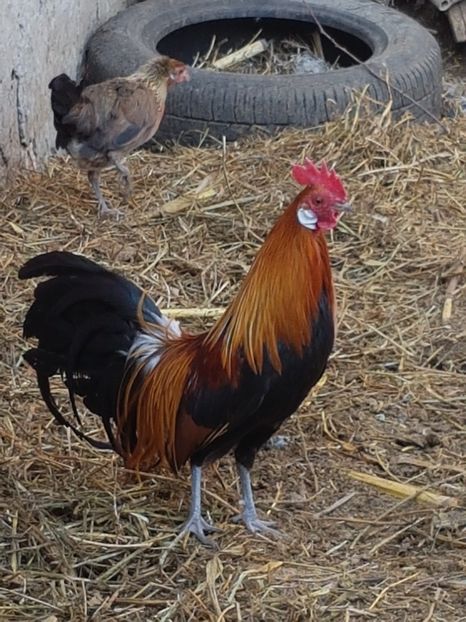  - Phoenix potarnichiu