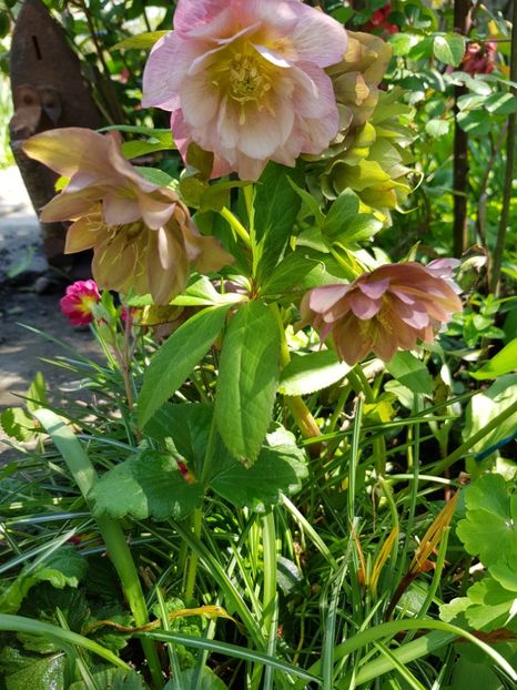  - Spânz helleborus 2020