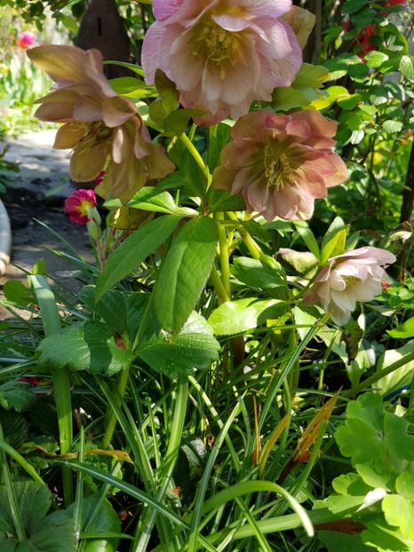  - Spânz helleborus 2020