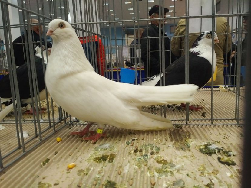  - 1546 Expo Bucuresti 2019