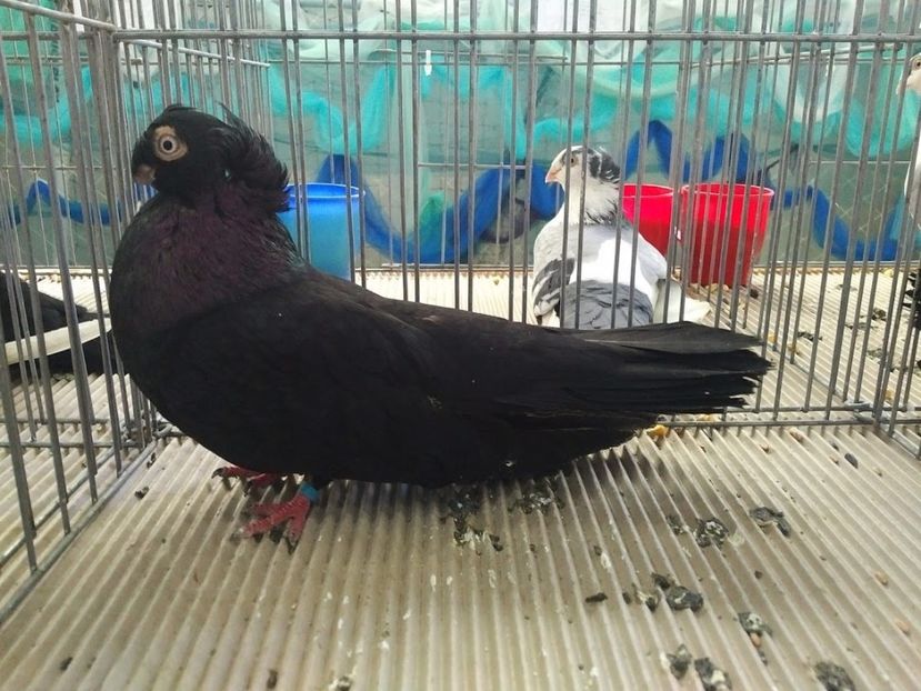  - 1547 Expo Constanta 2020