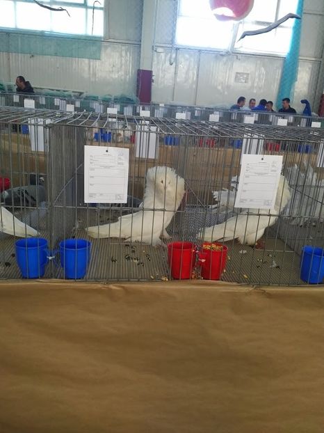  - 1547 Expo Constanta 2020