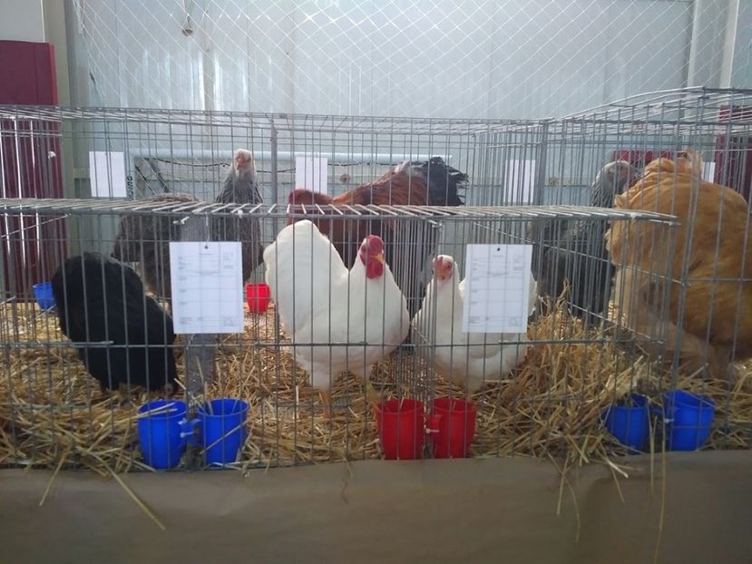  - 1547 Expo Constanta 2020