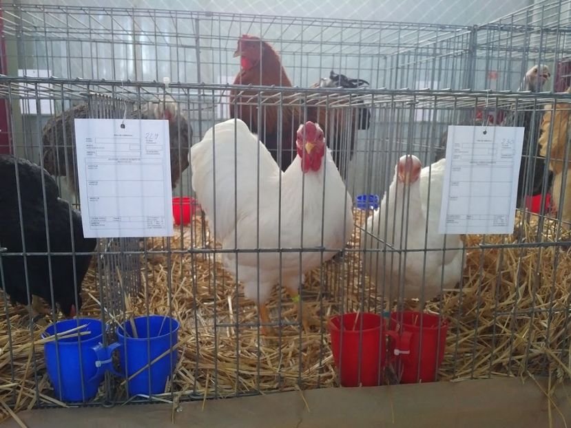  - 1547 Expo Constanta 2020