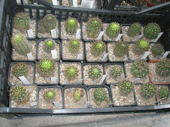 Echinopsis - plantele dupa iarna 2010