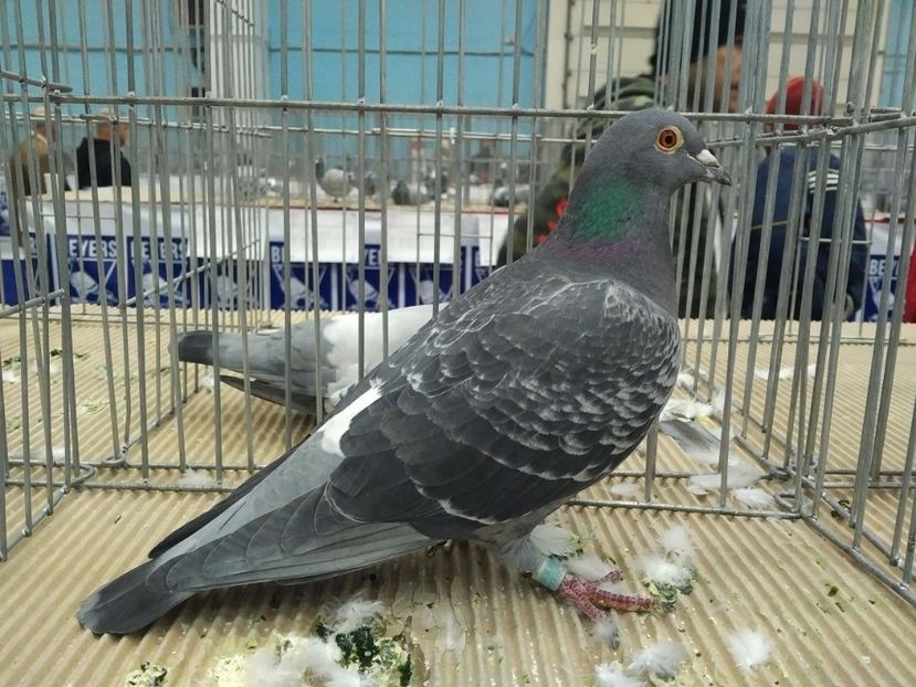  - 1546 Expo Bucuresti 2019