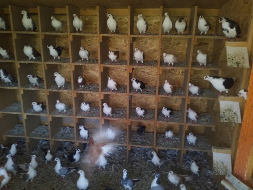  - 1939 Alexandru Cristea