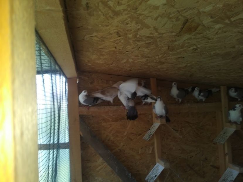  - 1939 Alexandru Cristea