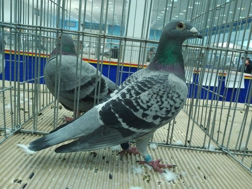  - 1546 Expo Bucuresti 2019