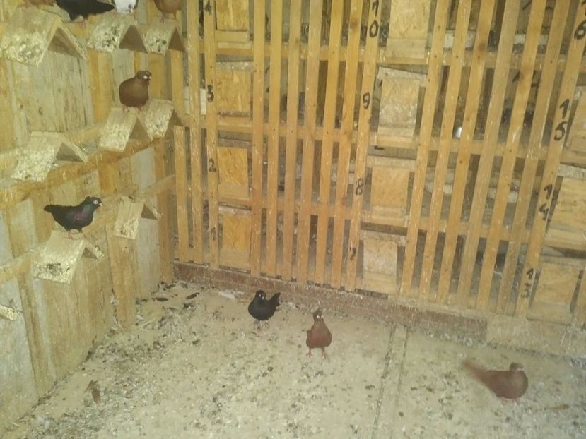  - 1940 Costel Balaban