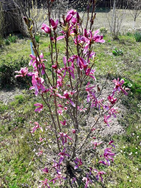 2020 - AAAAA_MAGNOLIA SUSAN 2015_2017_2018_2019_2020_2024_2025