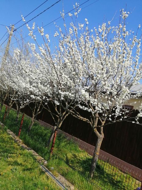  - Frumuseti la casa parinteasca