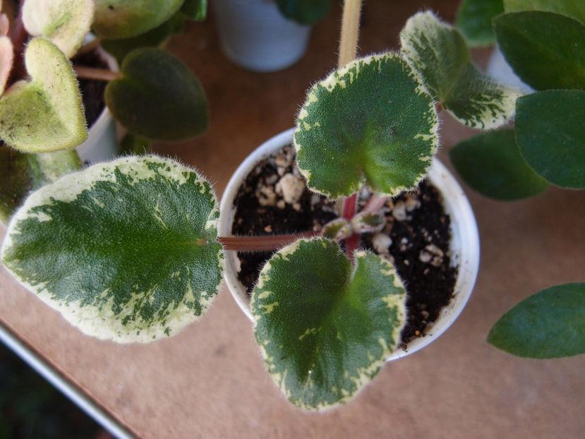 P4074528 - zzzz EK Red Cat