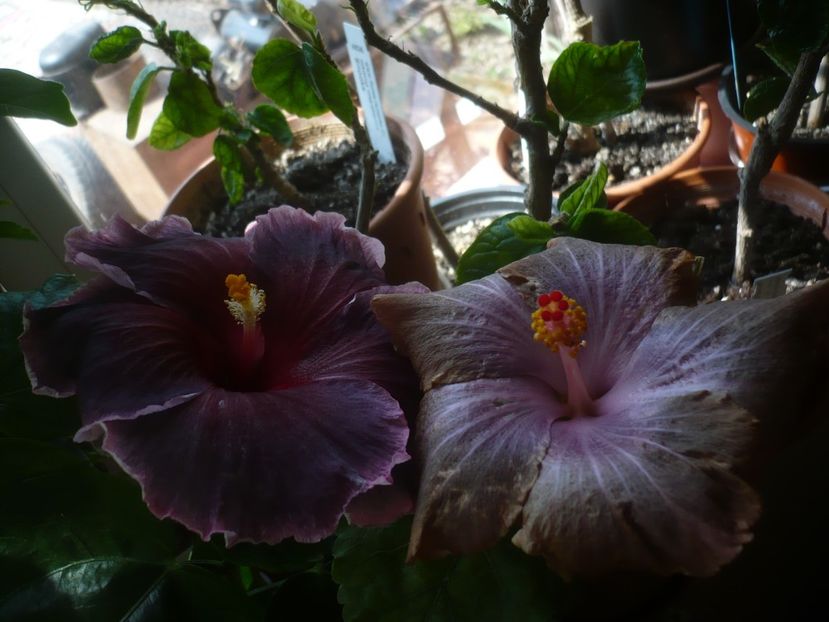P1430548 - HIBISCUSI 2020-1