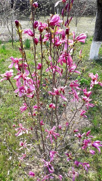  - AAAAA_MAGNOLIA SUSAN 2015_2017_2018_2019_2020_2024_2025