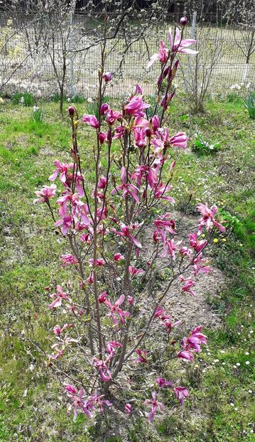  - AAAAA_MAGNOLIA SUSAN 2015_2017_2018_2019_2020_2024_2025