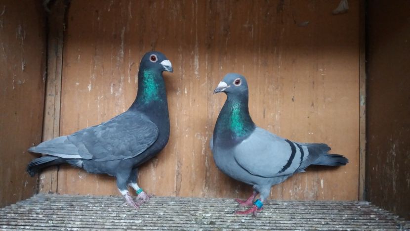  - ANDALUZI HOMOZIGOTI