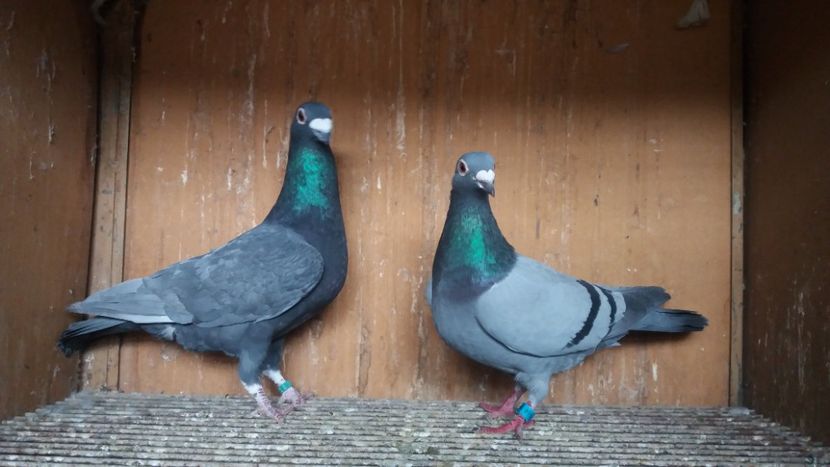 20200307_135700(0) - ANDALUZI HOMOZIGOTI