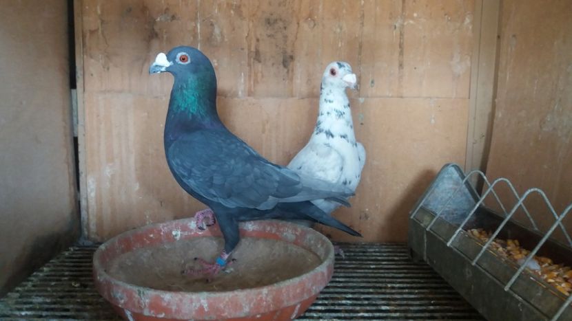  - ANDALUZI HOMOZIGOTI