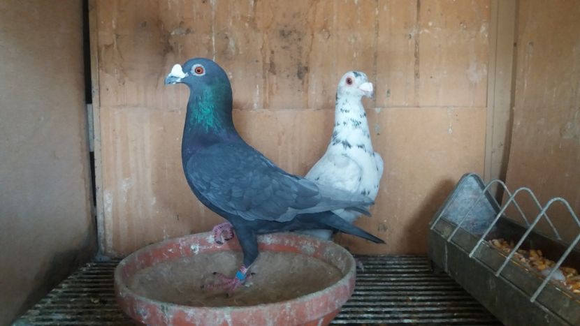  - ANDALUZI HOMOZIGOTI