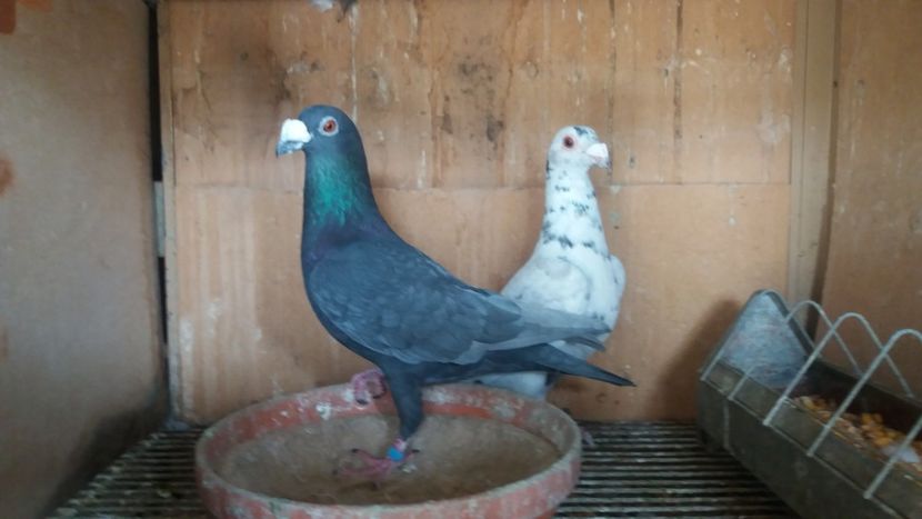  - ANDALUZI HOMOZIGOTI