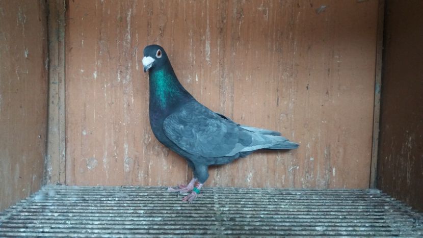  - ANDALUZI HOMOZIGOTI