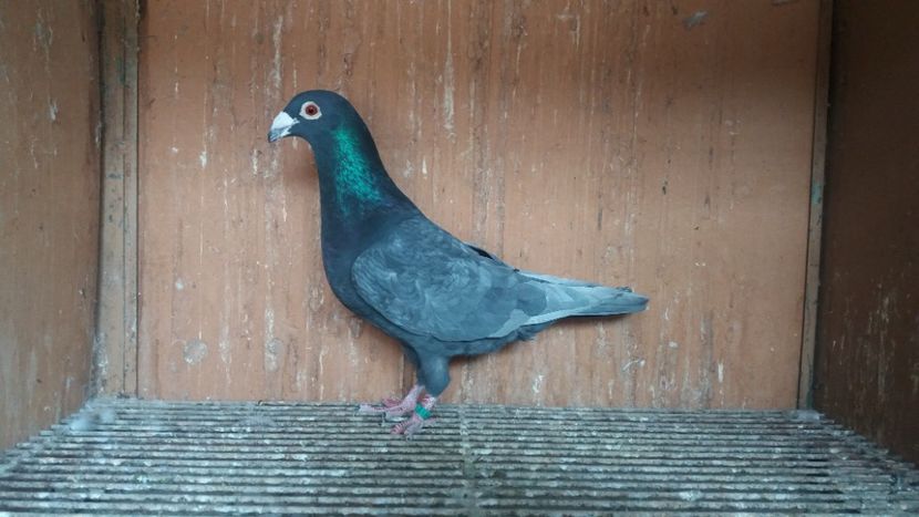  - ANDALUZI HOMOZIGOTI