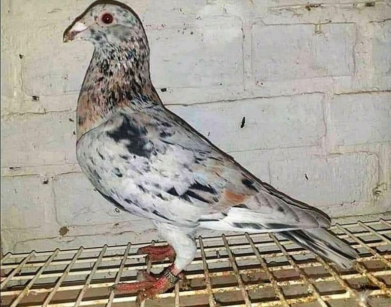 M - ANDALUZI HOMOZIGOTI