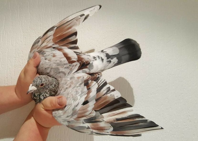 F nu o mai detin - ANDALUZI HOMOZIGOTI