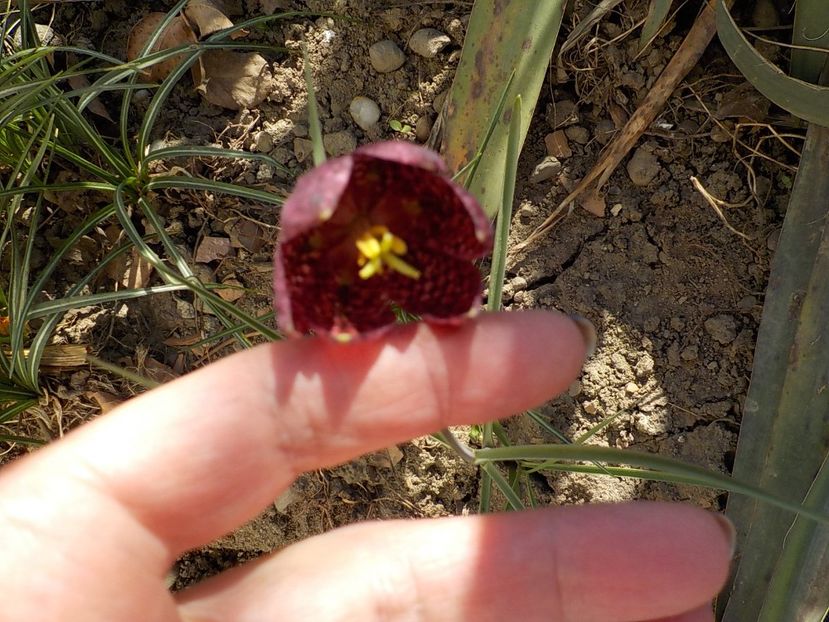  - fritillaria meleagris