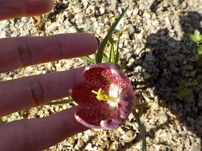  - fritillaria meleagris