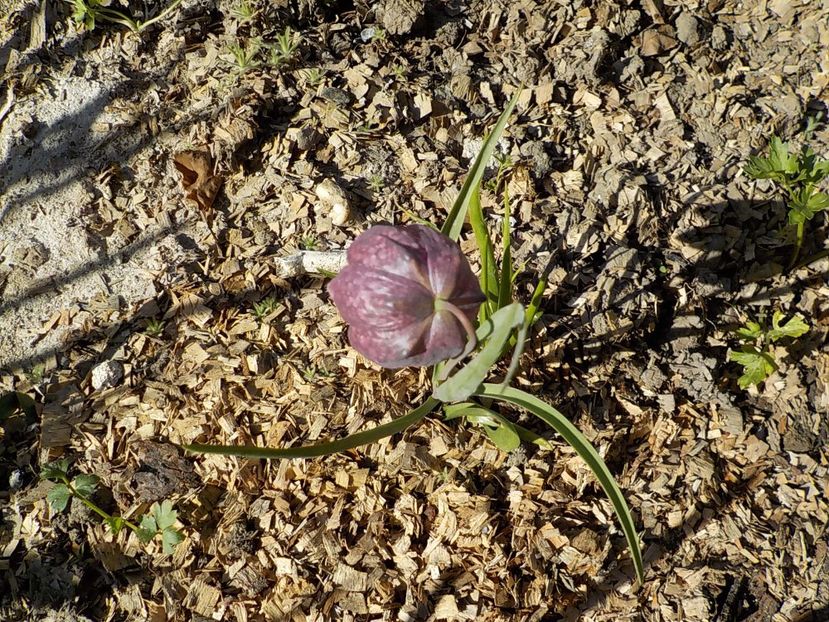  - fritillaria meleagris