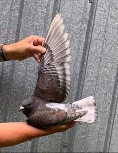  - NU AMI APARTIN 2020