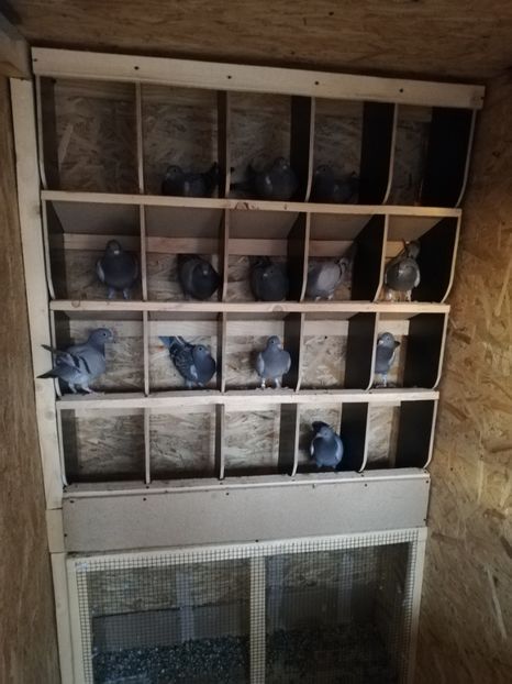  - 2020-Pui Seria întâi