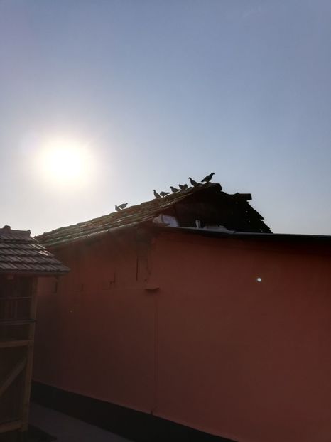  - 2020-Pui Seria întâi