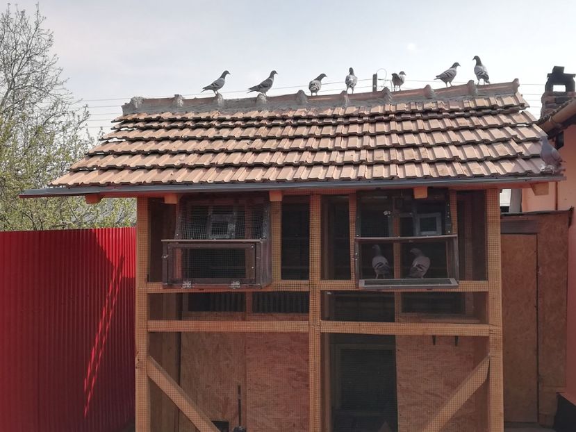  - 2020-Pui Seria întâi