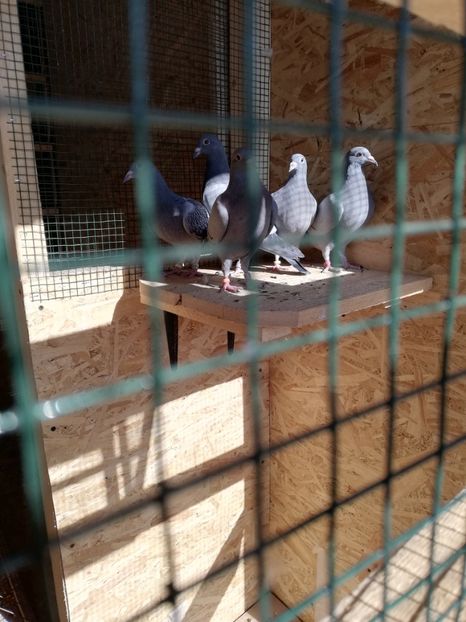  - 2020-Pui Seria întâi