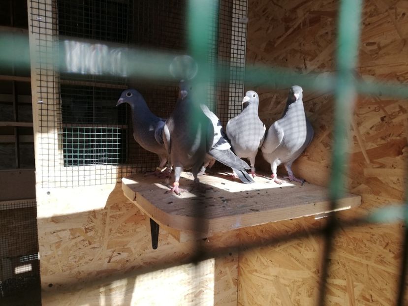  - 2020-Pui Seria întâi