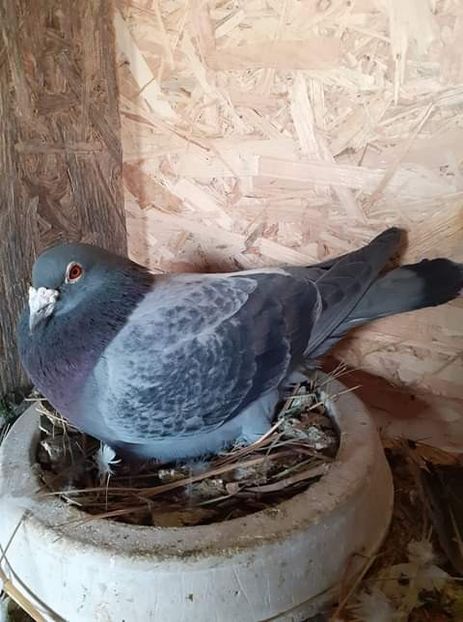  - NU AMI APARTIN 2020