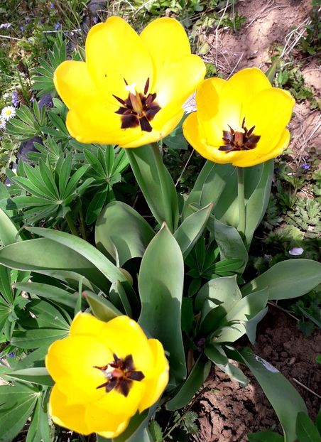  - AAAA_LALELE 2019_2020_2022_2023