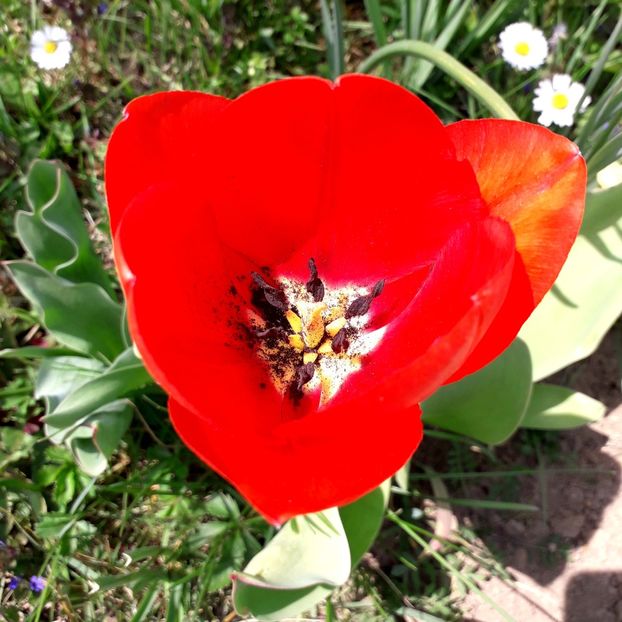  - AAAA_LALELE 2019_2020_2022_2023