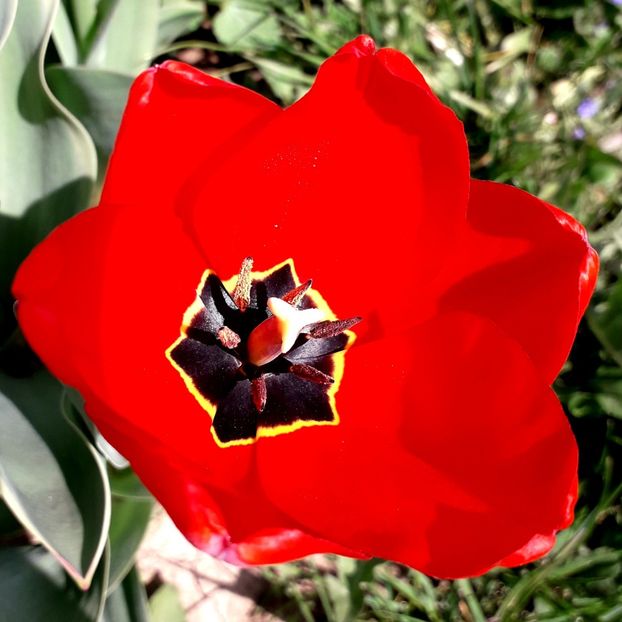  - AAAA_LALELE 2019_2020_2022_2023