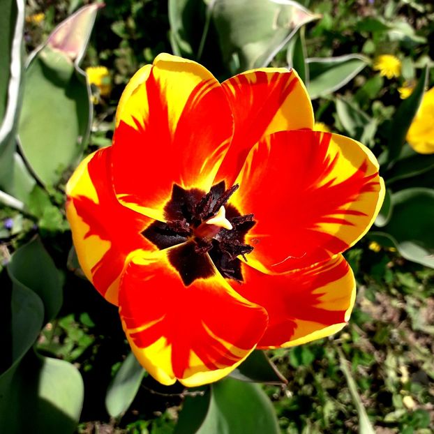  - AAAA_LALELE 2019_2020_2022_2023