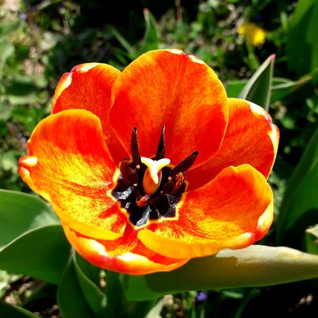  - AAAA_LALELE 2019_2020_2022_2023