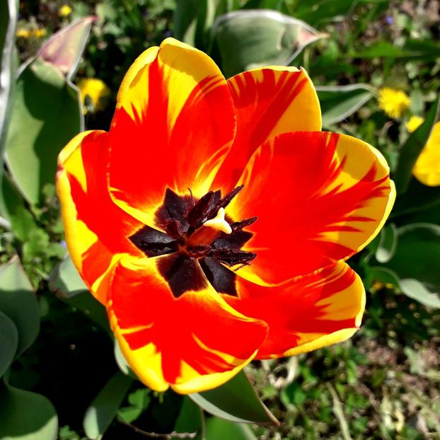  - AAAA_LALELE 2019_2020_2022_2023