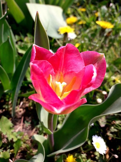  - AAAA_LALELE 2019_2020_2022_2023