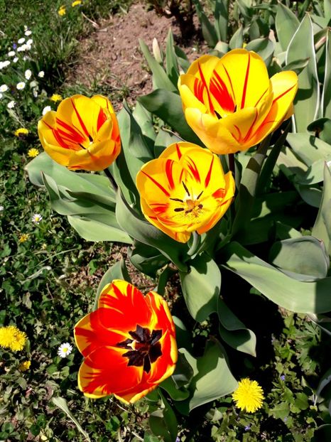  - AAAA_LALELE 2019_2020_2022_2023