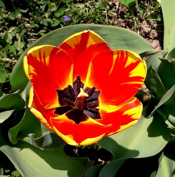  - AAAA_LALELE 2019_2020_2022_2023