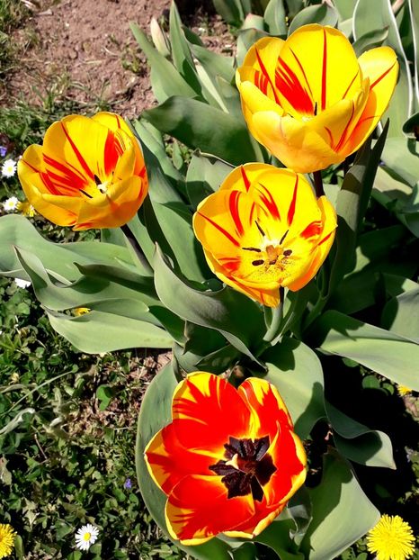  - AAAA_LALELE 2019_2020_2022_2023